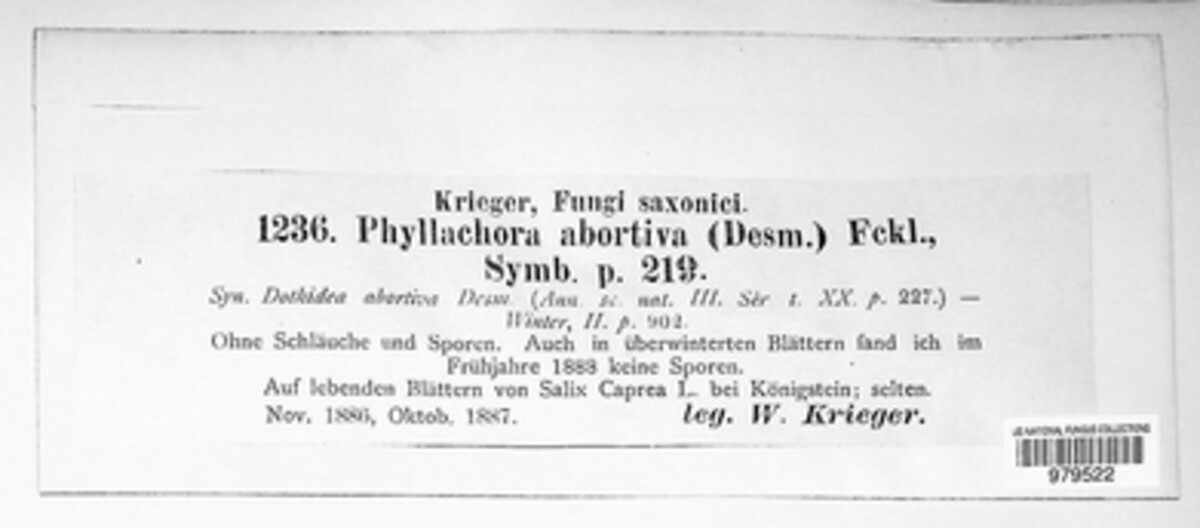 Phyllachora abortiva image